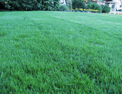 EMC Lawn Care: What Kind Of Fertilizer Should I Use On My Lawn?