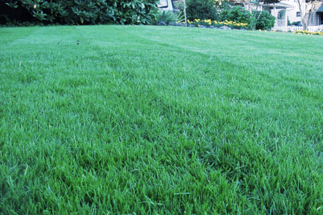 EMC Lawn Care: What Kind Of Fertilizer Should I Use On My Lawn?