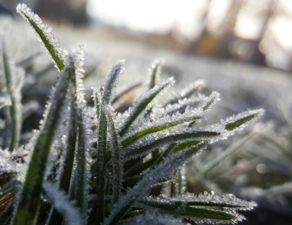 lawn maintenance tips for the winter season