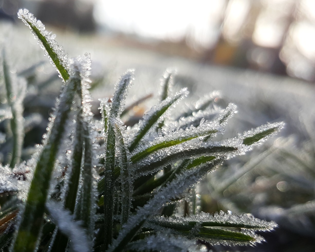 lawn maintenance tips for the winter season