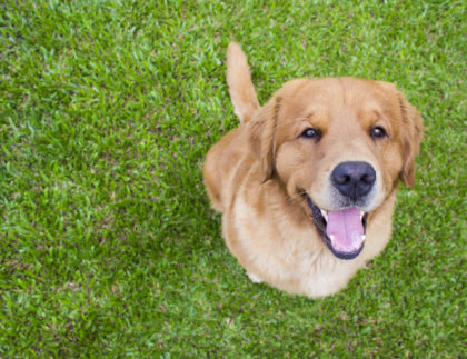 How Pet Owners Can Restore Their Lawns