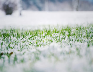 Best Tips for Preparing Your Lawn for The Winter
