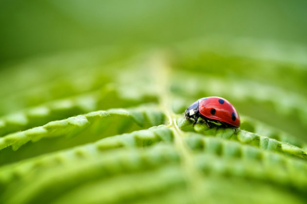 5 Insects That Are Beneficial For Your Lawn’s Health