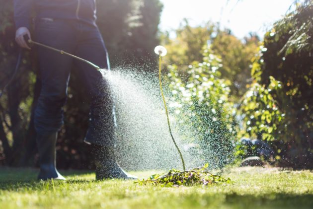 4 Pre-Summer Lawn Care Treatments to Consider
