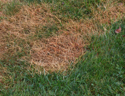 5 Common Winter Lawn Insects To Prepare For