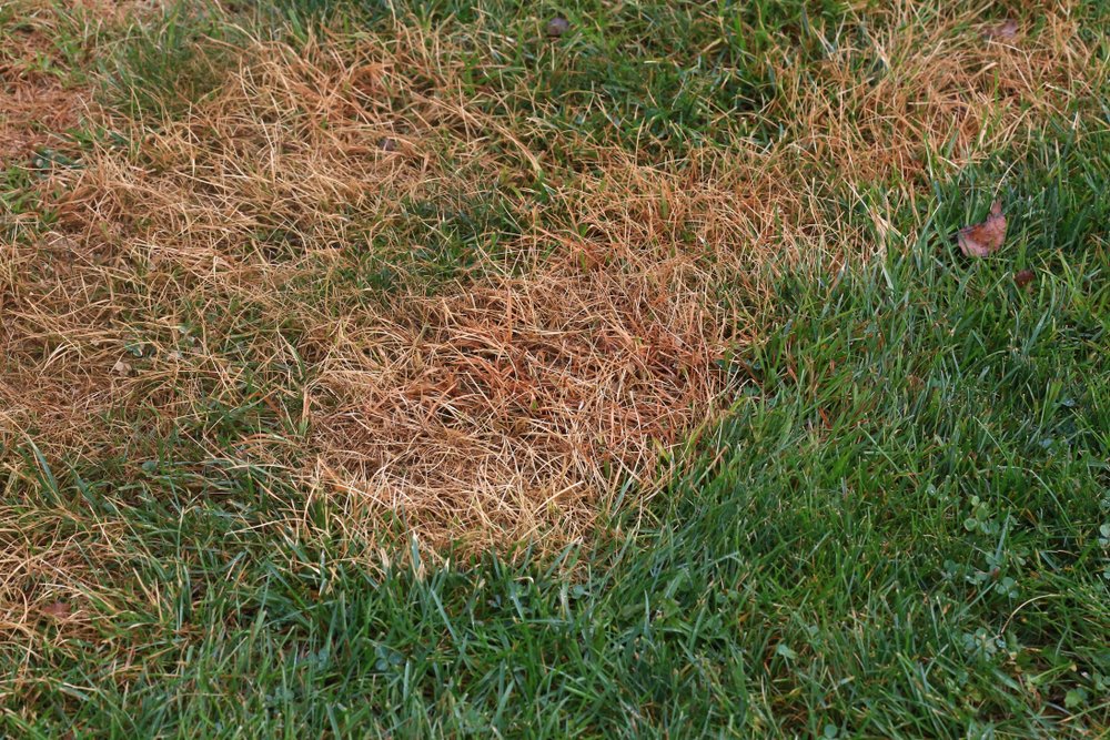 5 Common Winter Lawn Insects To Prepare For