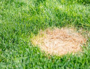 Common Lawn Funguses And How To Treat Them