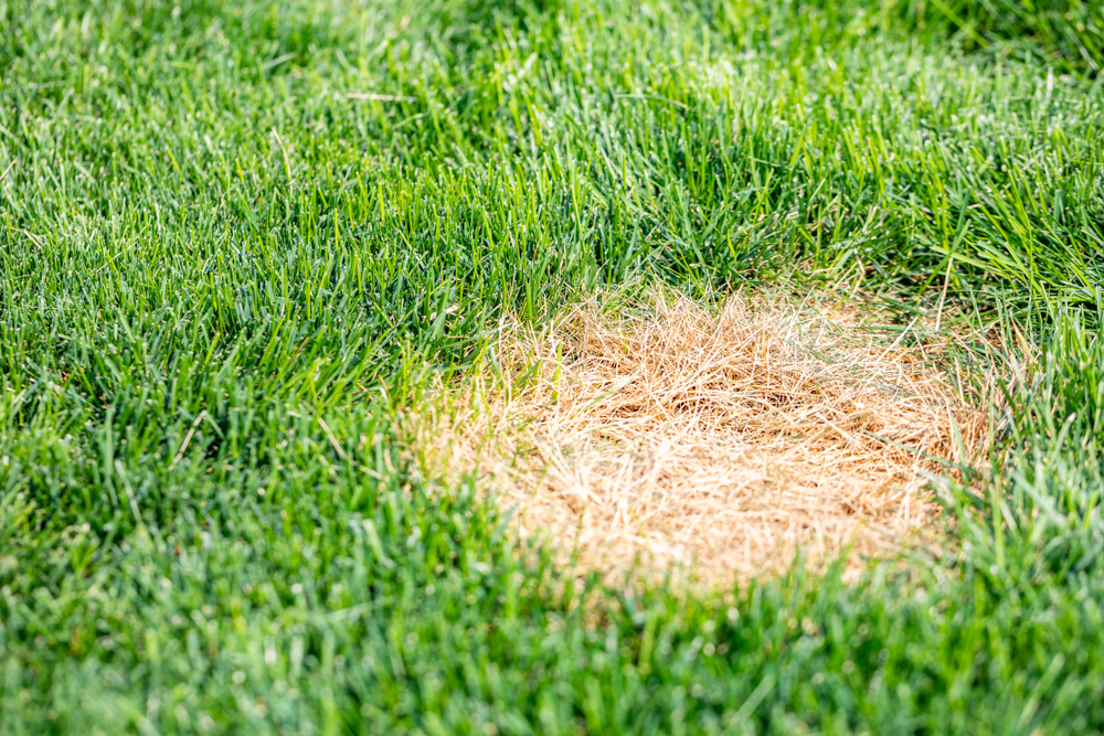 Common Lawn Funguses And How To Treat Them