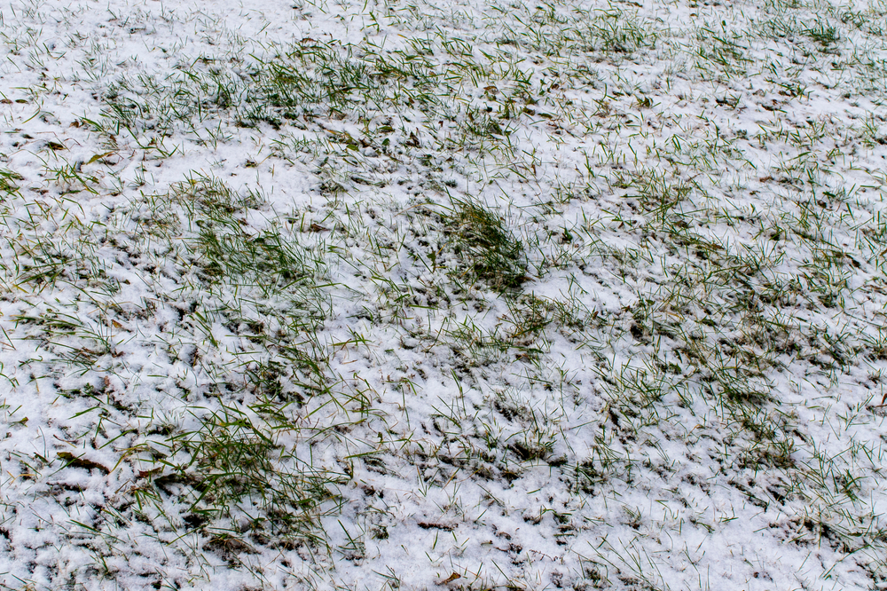 Winter Lawn Care 101: Essential Tips for a Lush Spring Lawn