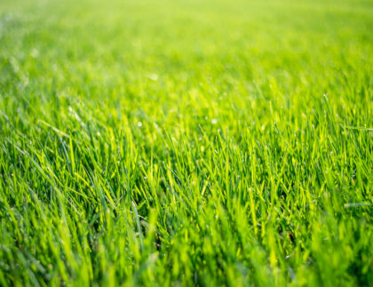 The Role of Aeration in Winter Lawn Health